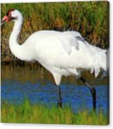 Whooping Crane Canvas Print