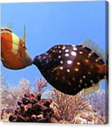 Whtespotted Filefish Canvas Print