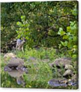 Whtietail Deer Along The Buffalo River Canvas Print