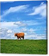 Highland Cow Canvas Print