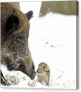 Wild Boar Mother And Baby Canvas Print
