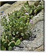 Wild Cactus Canvas Print