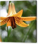 Wild Canadian Lily Canvas Print