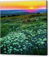 Wild Flower In Sunset Canvas Print