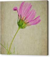 Wild Flower Canvas Print