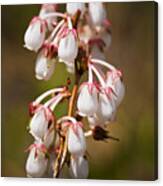 Wild Flowers Canvas Print