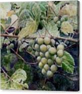 Wild Grapes Canvas Print