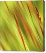 Wild Grass Canvas Print