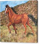 Wild Horse In Virginia City, Nevada Canvas Print