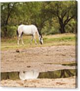 Wild Horse Reflections Canvas Print