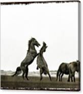 Wild Horse Series - The Fight Canvas Print