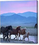 Wild Horse Sunrise Canvas Print