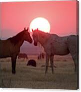 Wild Horse Sunset Canvas Print