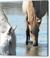 Wild Horses Drinking Water Canvas Print