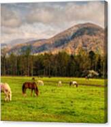 Wild Horses Canvas Print