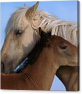 Wild Mustang Filly and Foal Canvas Print