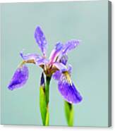 Wild Purple Iris Print Canvas Print
