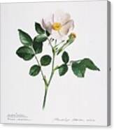 Wild Rose Canvas Print