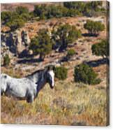Wild Wyoming Canvas Print