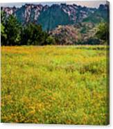 Wildflower Field In The Wichita Mountains Canvas Print
