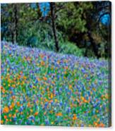 Wildflower Meadow - Figueroa Mountains California Canvas Print