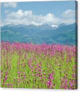 Wildflower Meadows And The Carpathian Mountains, Romania Canvas Print