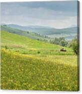 Wildflower Meadows, Transylvania Canvas Print
