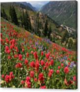 Wildflowers And View Down Canyon Canvas Print