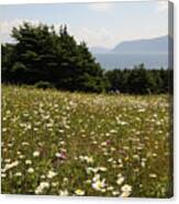 Wildflowers At Lobster Cove Canvas Print