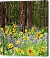 Balsamroot And Lupine In A Ponderosa Pine Forest Canvas Print