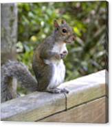 Will Pose For Peanuts Canvas Print