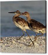 Willet Fight Canvas Print