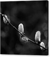 Willow Catkin - Bw Canvas Print