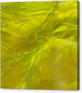 Willow Dreaming Canvas Print