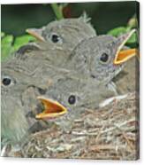 Willow Flycatcher Chicks Canvas Print