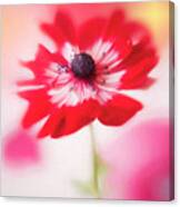 Windflower In Spring Canvas Print