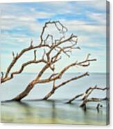 Windswept Branches On Sandy Hook Bay Canvas Print