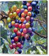 Wine Grapes Canvas Print