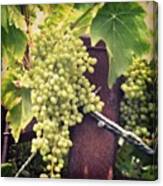 #wine On The #vine . Love These Little Canvas Print