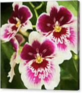 Wine Orchids- The Risen Lord Canvas Print