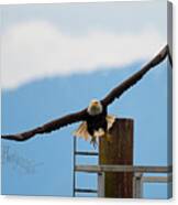 Wing Span Canvas Print