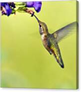 Winged Beauty A Hummingbird Canvas Print