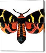 Winged Jewels 5, Watercolor Moth Black Yellow Orange And Red Tropical Canvas Print