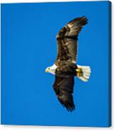 Winging Home For Dinner Canvas Print