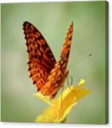 Wings Up - Butterfly Canvas Print