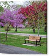 Winona Mn Bench With Flowering Tree By Yearous Canvas Print