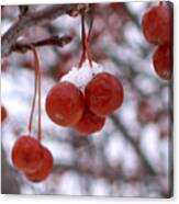Winter Berries Canvas Print
