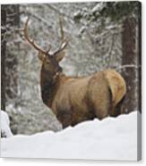 Winter Bull Canvas Print