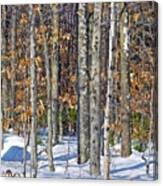 Winter Copse With Birches Canvas Print