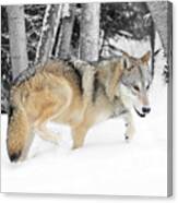 Winter Forest Wolf Canvas Print